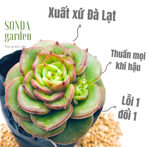 SEN ĐÁ NUZA 💎  [FREESHIP] – XUẤT XỨ ĐÀ LẠT, ĐÃ THUẦN KHÍ HẬU, SIÊU KHỎE, ĐẸP – LỖI 1 ĐỔI 1