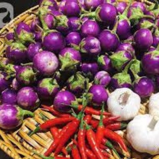 Hạt giống cà pháo tím 2g (quả tròn, vỏ tím, ăn rất giòn)