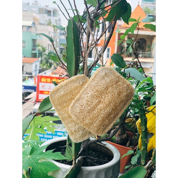 Combo xơ mướp bàn chải tre, bông tắm xơ mướp tẩy tế bào chết, xơ mướp tự nhiên không tẩy trắng
