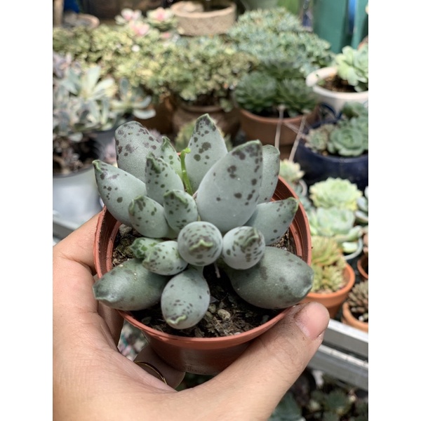 Sen đá Hải Cẩu( size 7*7cm)