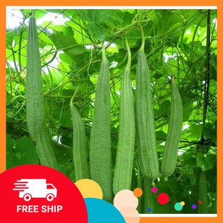 1g Hạt giống Mướp khía lai (tặng gói Kích nẩy mầm và Hướng dẫn) KHUYẾN MẠI TRONG NGAY