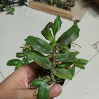 Hoa lan Trầm Nestor lai