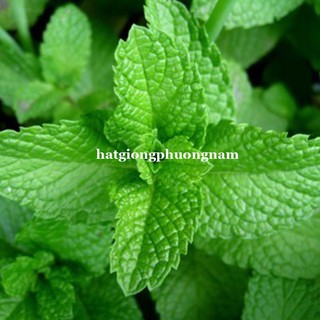 HẠT GIỐNG RAU BẠC HÀ MINT