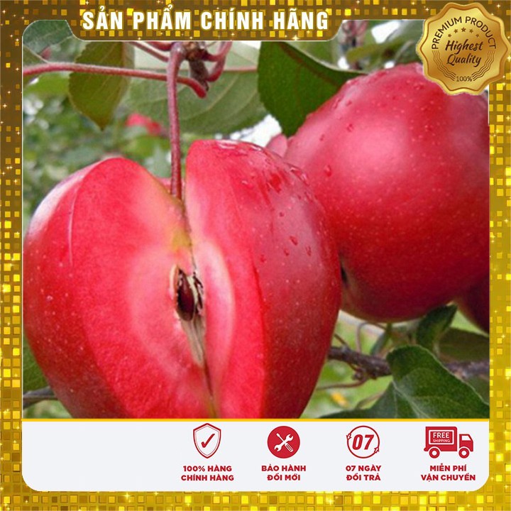 Hạt giống táo đỏ lùn - 10 hạt hạt giống cây táo đỏ bonsai