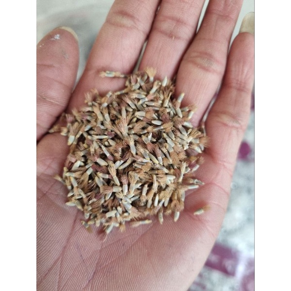 Hạt giống hoa trúc mai xanh - gói 10g