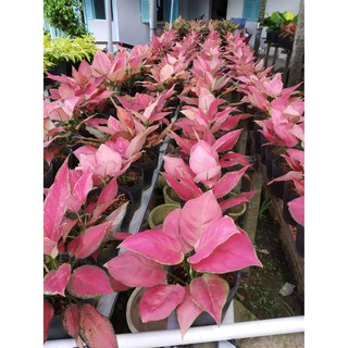 hồng phát lộc  (tặng kèm phân bón