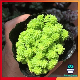 🌵freeship🌵sen đá sedum dạ quang đẹp