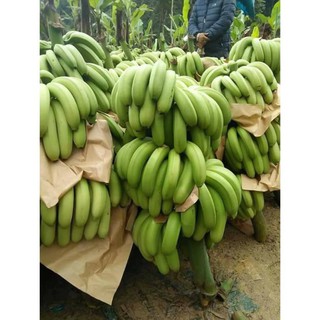 Sản phẩm CÂY GIỐNG CHUỐI TIÊU HỒNG SIÊU QUẢ + Tặng (0,3kg) phân hữu cơ cao cấp