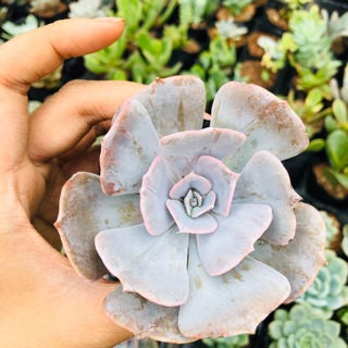 Sen đá ĐẤT TRẮNG