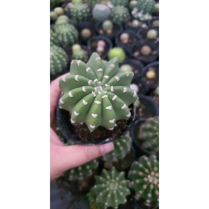 Xương rồng echino hoa trắng