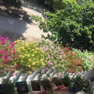 1 chậu Hoa mười giờ mix màu