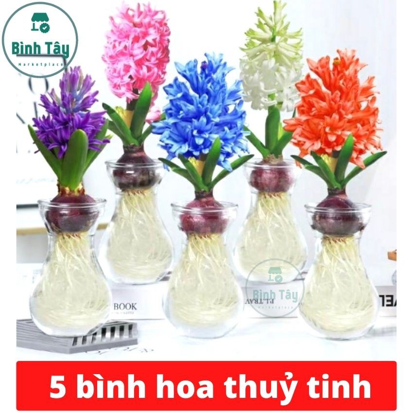 Combo 5 Ly eo Thủy Tinh Sinh Tố Miệng Loe bình cắm hoa trồng cây đựng hạt trang trí dễ thương 350ml BT-LOE5