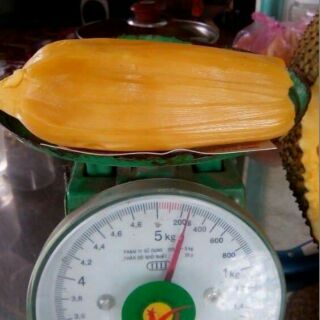 Cây giống mít malaysia múi khổng lồ