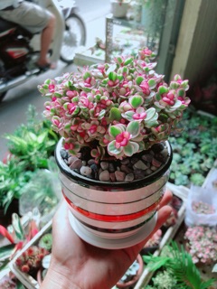 Chậu Đô La Hồng