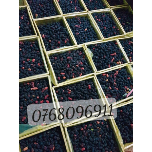 Dâu tằm tươi hộp 3kg Lâm Đồng trái to múp chín mộng đẹp