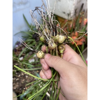 CỦ MẸ HUỆ MƯA VÀNG - 1 CỦ