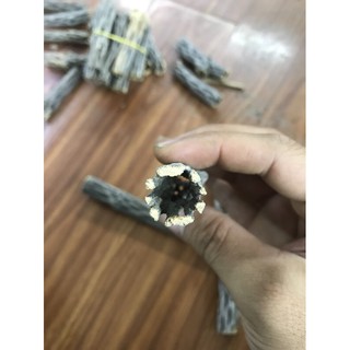 lũa cholla nhỏ