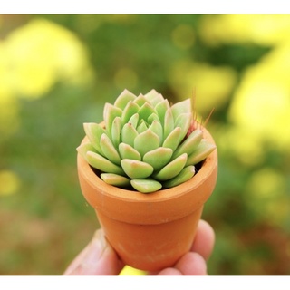 Chậu sen đá mini gồm cây và chậu ( giao cây mẫu bất kỳ)