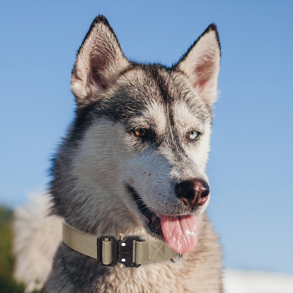 Vòng Cổ Nylon Khóa Kim Loại Cho Chó K9