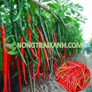 200H - HẠT GIỐNG ỚT DÀI HÀN QUỐC/ ỚT ĐẬU ĐŨA HÀN QUỐC