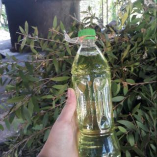 TINH DẦU TRÀM HUẾ  loại 1