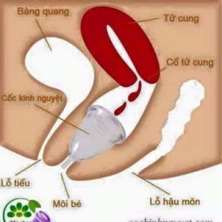 (CHÍNH HÃNG) COM BO CỐC NGUYỆT SAN