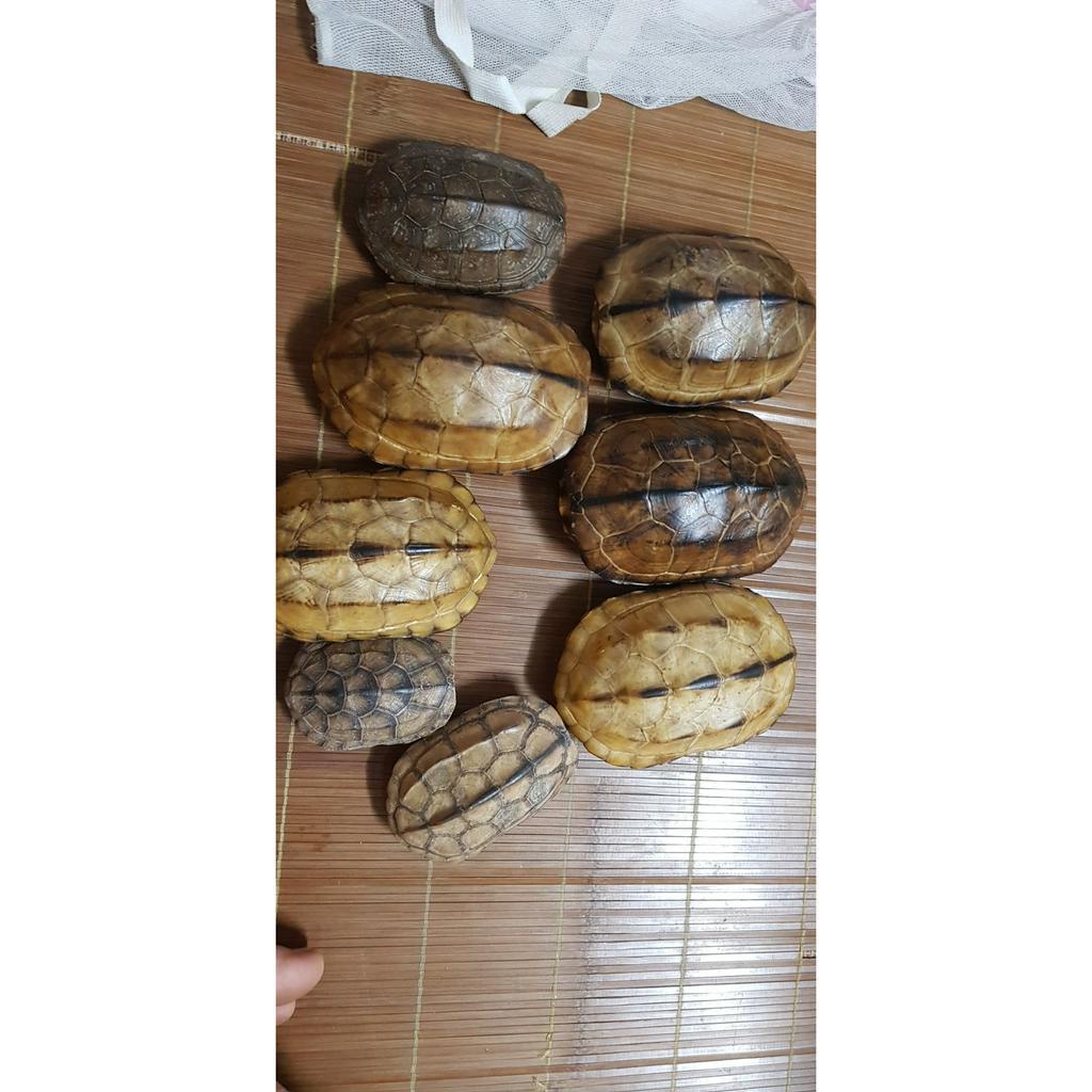 Dụng cụ gieo quẻ kinh dịch, quẻ bói