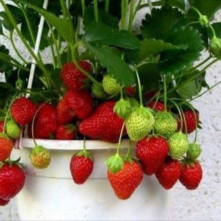 Hạt Giống Dâu Tây