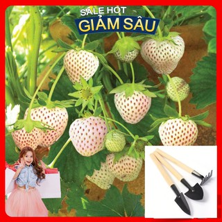 Hạt Giống Dâu Tây Trắng - 50 Hạt / Gói - Tặng Kèm Bộ Dụng Cụ Trồng Cây Mini