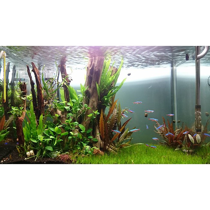 HẠT GIỐNG CÂY THỦY SINH MIX - 100 Hạt/ gói