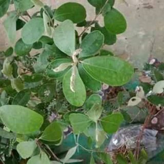 Cây Sim rừng