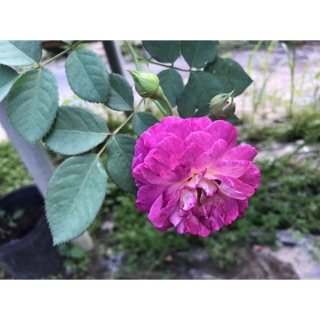 Hoa hồng Hight Society rose- Trang trí sân vườn- Decor-Phong thuỷ-Cây hoa kiểng Đồng Tháp