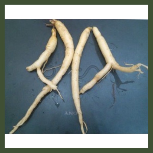 Đẳng Sâm khô 500gr - 1KG