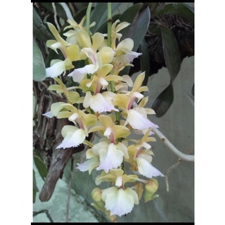 tam bảo sắc (hoa cực thơm lâu)