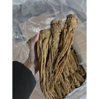 ĐƯƠNG QUY KHÔ (Mới, đẹp,size 15-16 củ/kg) [1KG]