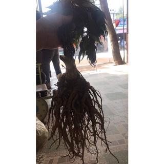 Sâm đương quy tây bắc 1 củ
