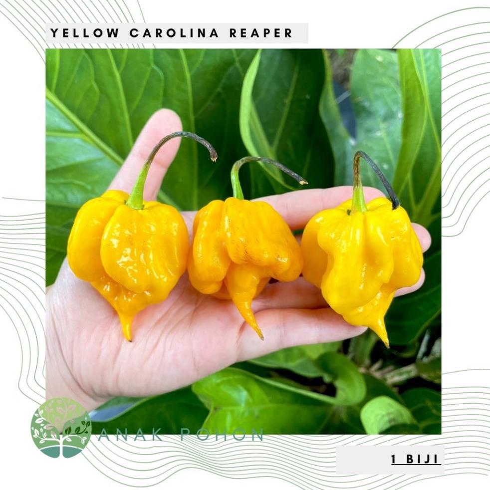 Hạt ớt vàng Carolina Reaper 15h