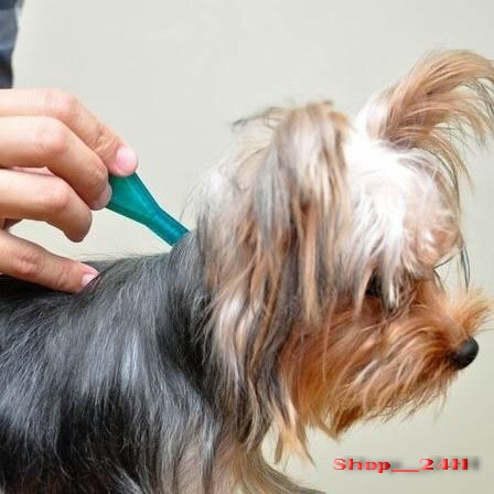 FRONTLINE PLUS Dog  Nhỏ gáy phòng và tránh ve rận