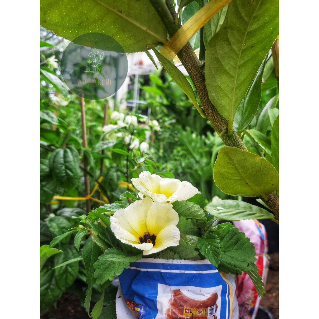 Cây đông hầu kem