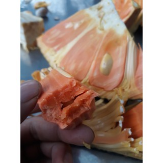 Cây Mít Malaysia Ruột Đỏ Sơ Đỏ Siêu Ngon