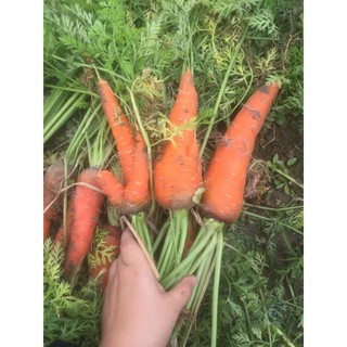HẠT GIỐNG CÀ RỐT MÙA HÈ CAM SUNY F1