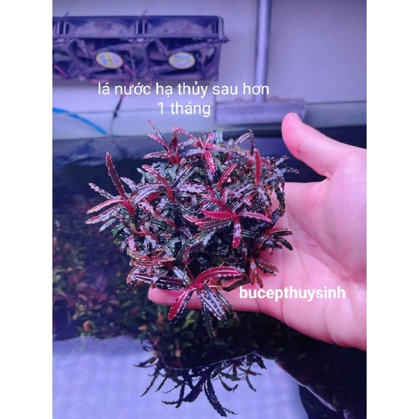 Cụm bucep dark Catherine hàng chuẩn đẹp khai thác thiên nhiên