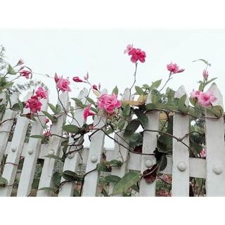 Hồng anh leo-130k
