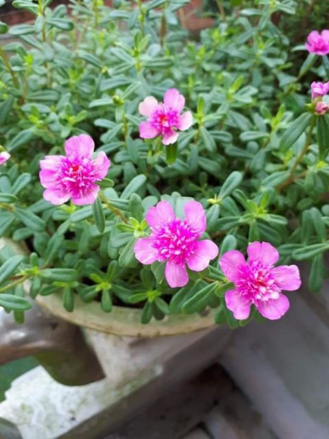 Hoa Sam và Hoa Mười Giờ 10h_ Cành giống  1kg 50k