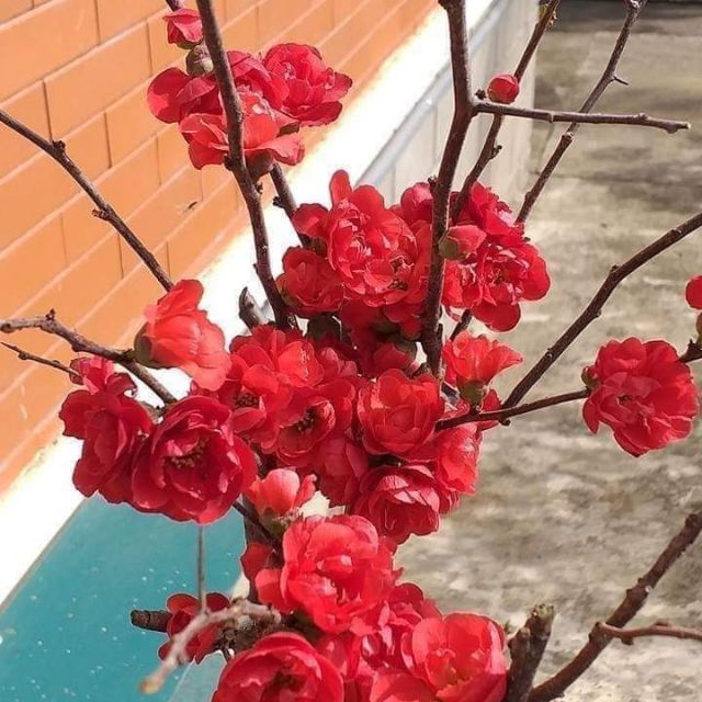 Mai đỏ Nhật Bản sắp có hoa