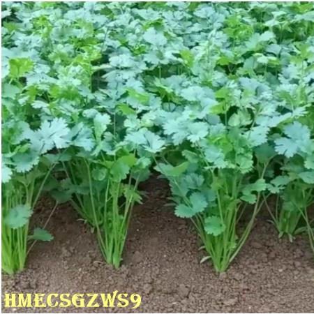 Hạt giống rau mùi, mùi thơm nồng, dễ gieo trồng) tỷ lệ nảy mầm lên đến 99 100h