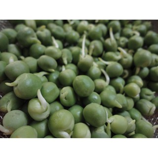 Hạt giống rau mầm đậu Hà Lan 100g