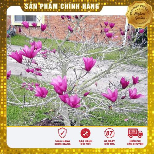 5 Hạt giống hoa Mộc lan (tặng gói Kích nẩy mầm và Hướng dẫn) VIETSEED