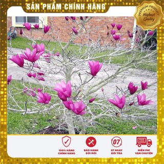 5 hạt giống hoa mộc lan vietseed