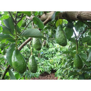 PHÂN BÓN ĐẦU TRÂU 20-20-15 - 1 gói